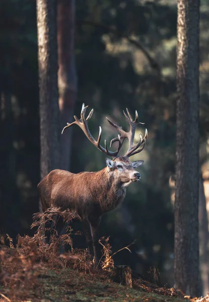 Hert in de herfst dennenbos — Stockfoto