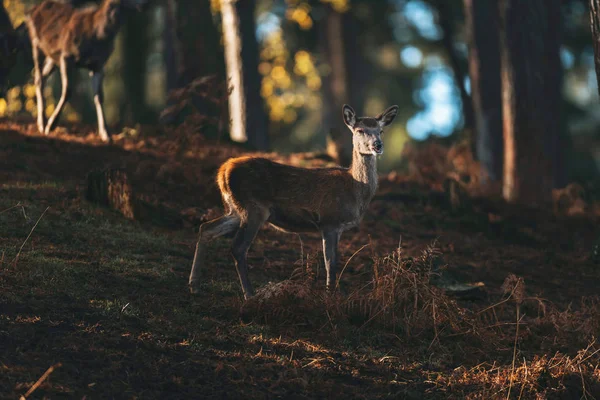 Herten in herfst bos — Stockfoto