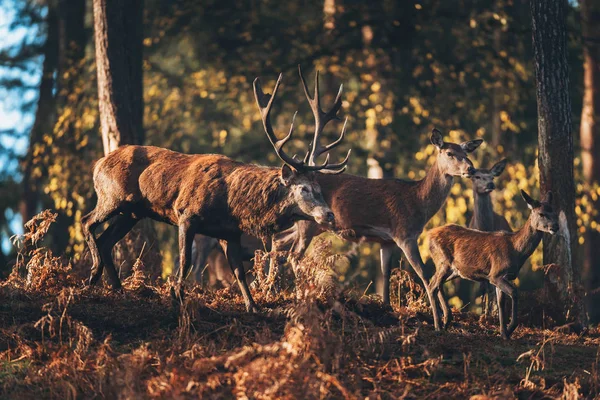 Jeleń jelenie w lesie jesienią — Zdjęcie stockowe