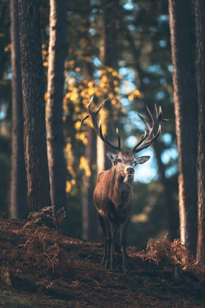 Red deer stag on slope — Stock Photo, Image