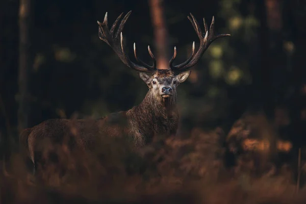 Deer between brown ferns — Stock Photo, Image