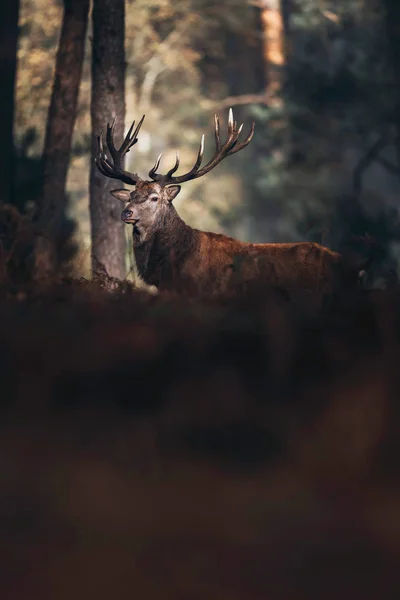 Deer in autumn forest — Stock Photo, Image