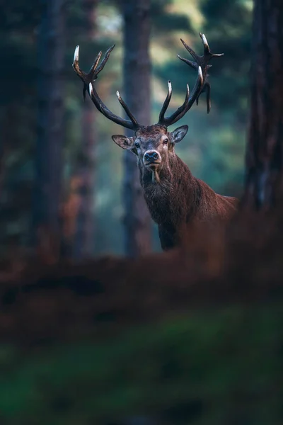 Красный олень с большими рогами — стоковое фото