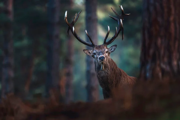 Cerf rouge avec de gros bois — Photo