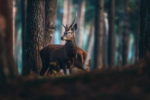 Edelhert in herfst dennenbos — Stockfoto