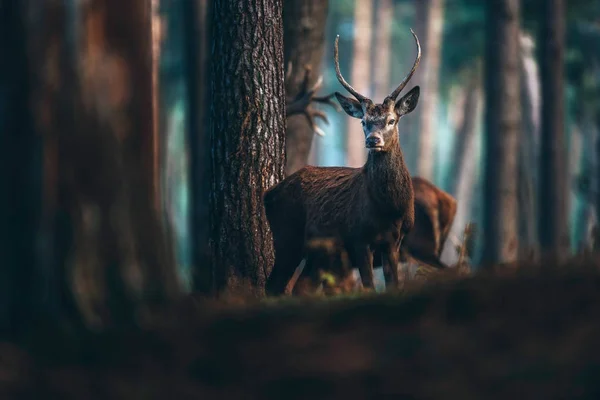 Red deer in herfst bos — Stockfoto