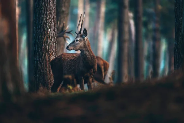 Red deer w jesień las sosnowy — Zdjęcie stockowe