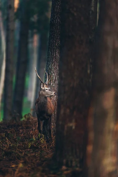 Красный олень идет по стволам — стоковое фото