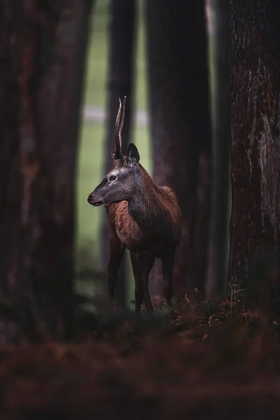 Κόκκινο ελάφι σε σκοτεινό φθινόπωρο δάσος — Φωτογραφία Αρχείου