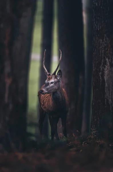 Rothirsch im dunklen Herbstwald — Stockfoto