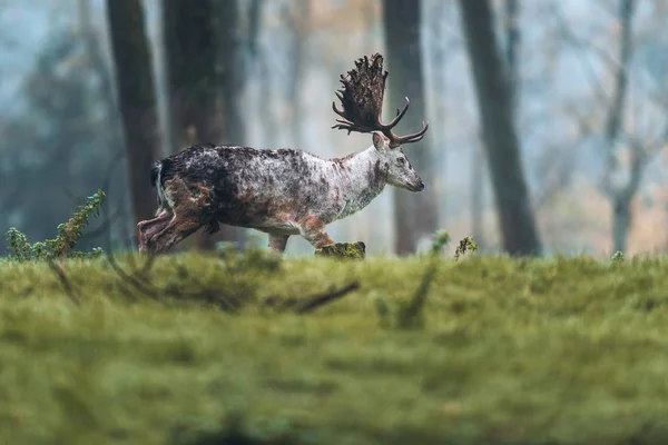 鹿の森で草の中を歩く — ストック写真