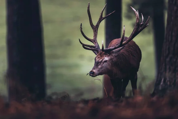 Red deer stag in autumn forest — Stock Photo, Image
