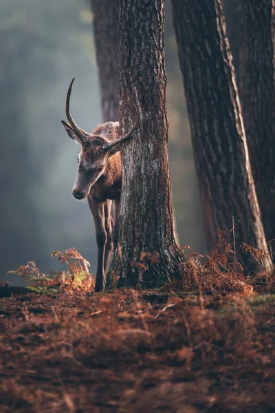 Red deer vůně na kufr značení — Stock fotografie