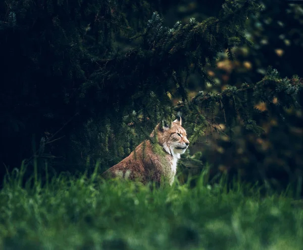 Euraziatische lynx onder de dennen — Stockfoto