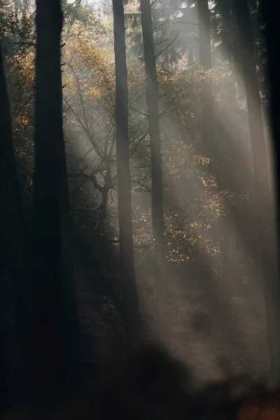 Rayons de lumière du soleil en forêt — Photo