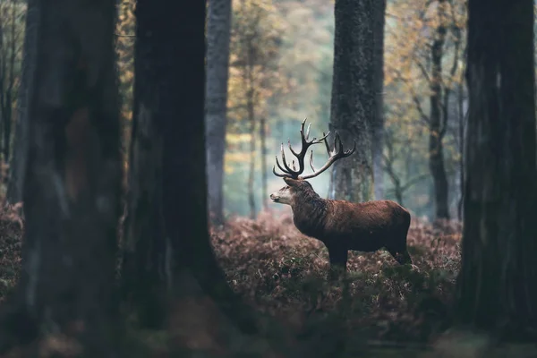 Dark autumn forest with deer — Stock Photo, Image