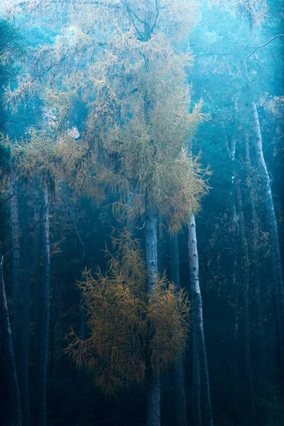 Foresta nebbiosa d'autunno — Foto Stock