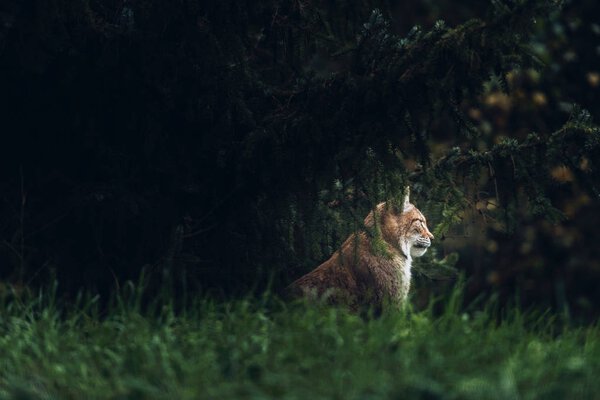 Eurasian lynx sitting under fir trees. Side view.
