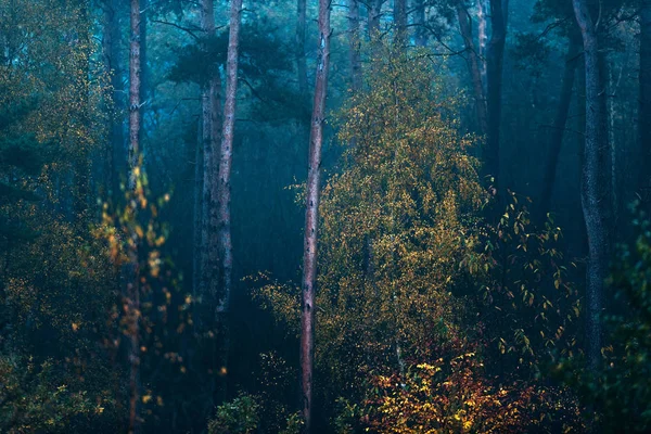 Nebbia caduta foresta di abete rosso — Foto Stock