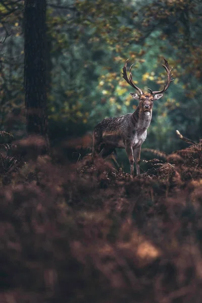 Deer standing in autumn forest — Stock Photo, Image
