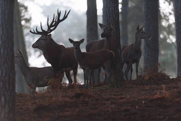 Edelhert hert met hinds in bos — Stockfoto