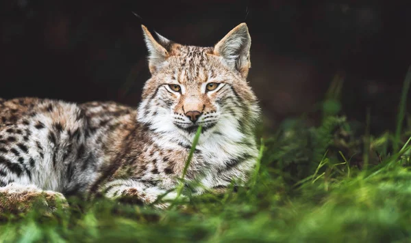 Eurasian lynx lying in grass — Stock Photo, Image