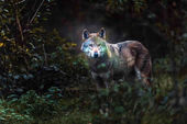 einsamer Grauwolf 