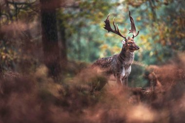 Alageyik buck sonbahar ormandaki