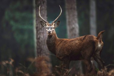 Kızıl geyik sonbahar orman