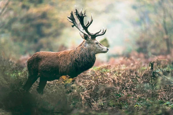 Red deer stag i höst skog — Stockfoto