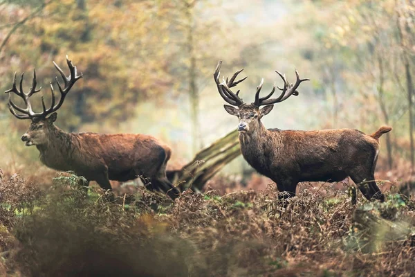 秋の森で 2 頭の鹿 — ストック写真