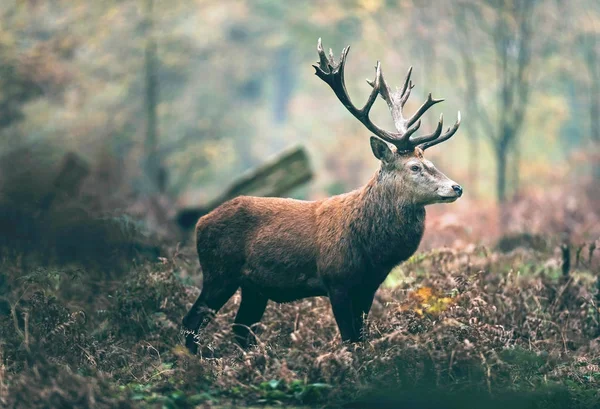 Cerf rouge cerf dans la forêt d'automne — Photo