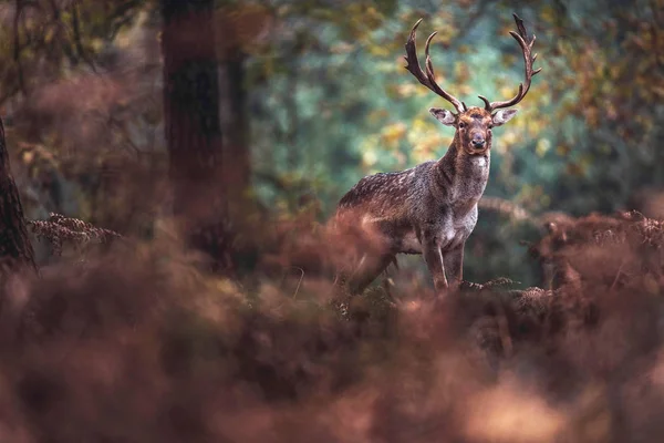 Fallow deer buck in autumn forest — Stock Photo, Image