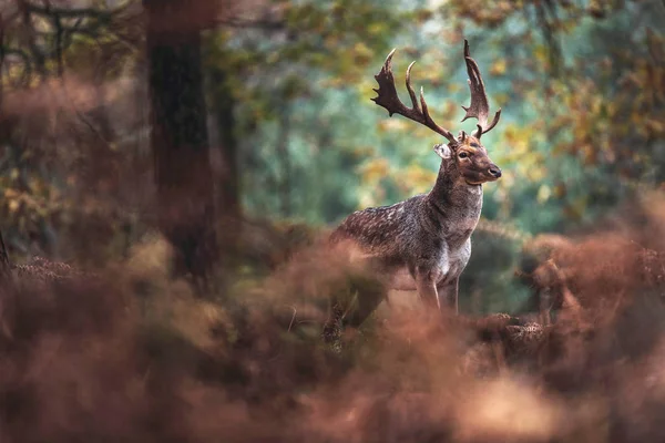 Fallow deer buck in autumn forest — Stock Photo, Image