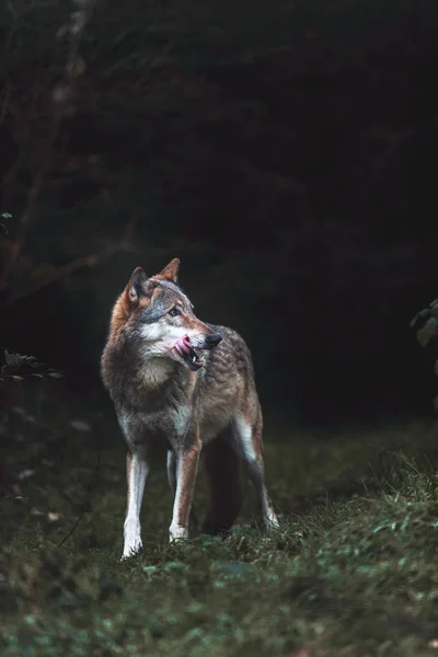 고독한 회색 늑대 — 스톡 사진