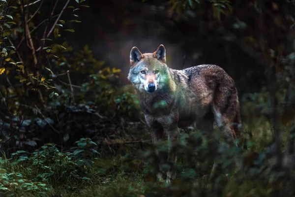 Одинокий серый волк — стоковое фото