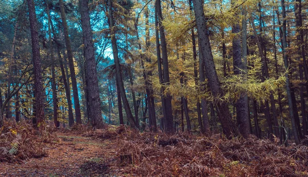 Kiefernwald im Herbst gelb gefärbt — Stockfoto