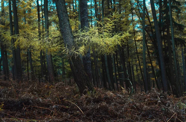 Pin forêt jaune coloré en automne — Photo