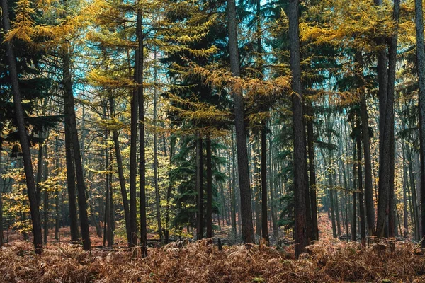 Çam ormanı sarı sonbahar renkli — Stok fotoğraf