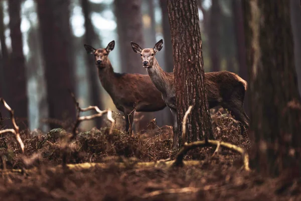 Red deer hinds v podzimním lese — Stock fotografie