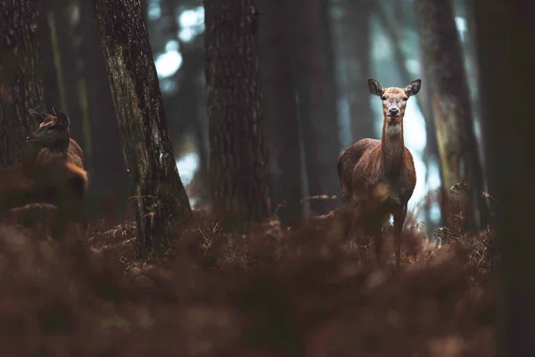 Veado vermelho por trás na floresta de outono — Fotografia de Stock