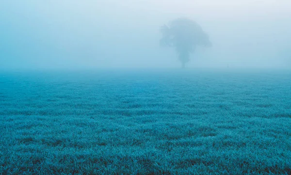 Árbol solitario en el prado brumoso —  Fotos de Stock