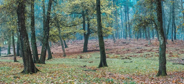 Stromy s listím v lese — Stock fotografie