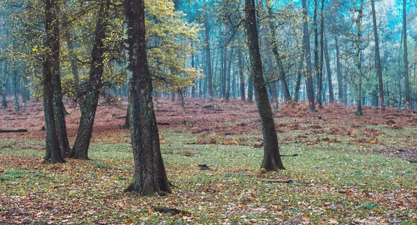 Δέντρα με φθινοπωρινά φύλλα στο δάσος — Φωτογραφία Αρχείου