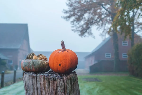 Two pumpkins on tree stump — Stock Photo, Image