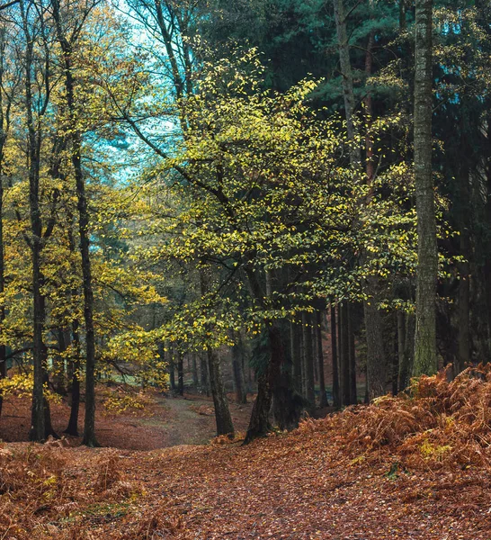 Autumn forest with yellow coloured leaves — Stock Photo, Image