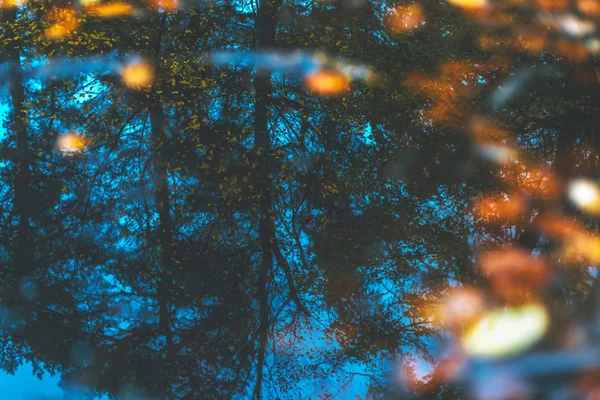 Puddle with autumn leaves — Stock Photo, Image