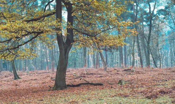 Bomen met herfstbladeren In bos — Stockfoto