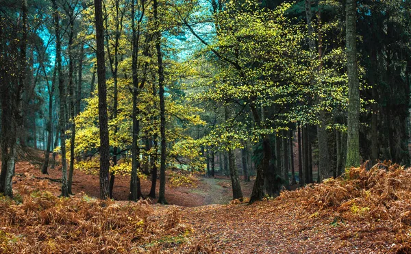 Sarı renkli yaprakları ile sonbahar orman — Stok fotoğraf