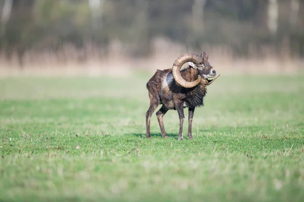 Mouflon mâle avec de grandes cornes — Photo